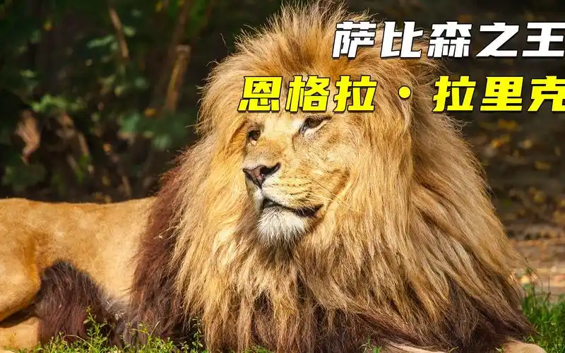 黑暗联盟的王者#动物世界 #狮子 #坏男孩联盟_哔哩哔哩_bilibili