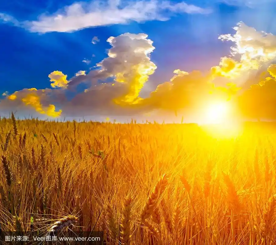 日出的麦田和蓝天
