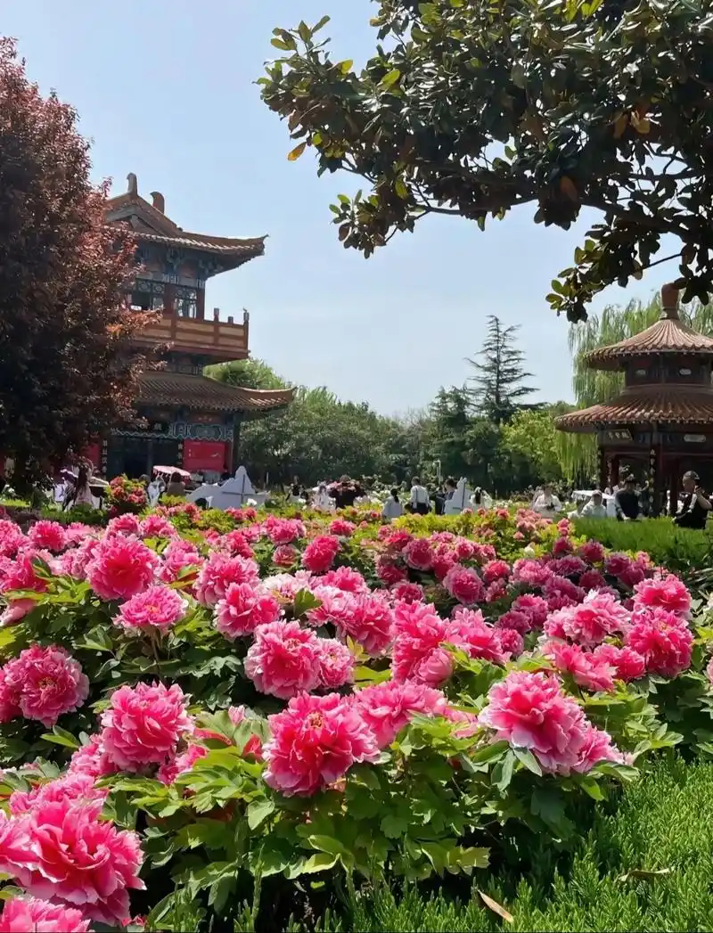 2024中国洛阳牡丹花文化节🌸✅时间:4.1号-5.5号 - 抖音