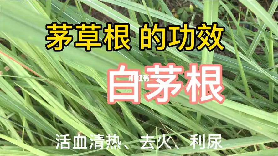 茅草根的作用与功效认识它清热解毒不求人