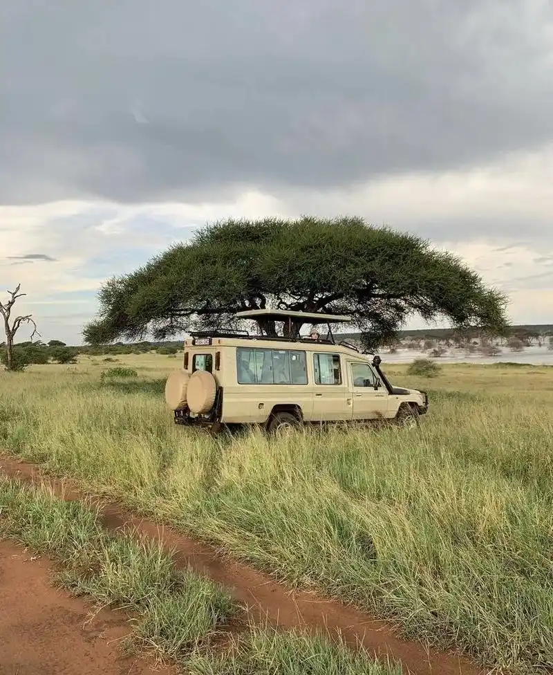 东非大草原,绵延起伏的黄色草地 - 抖音