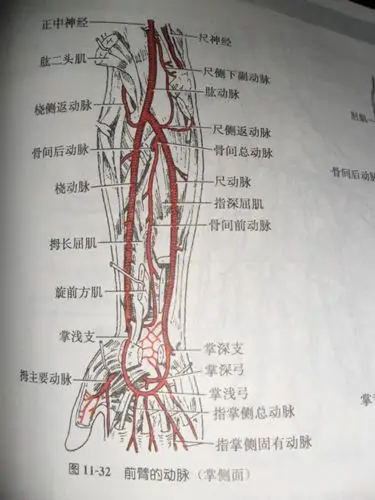 人体手臂及手部血管分布 求详细 最好图文