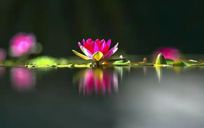 禅乐佛前最美的莲沐浴佛的圣光绽放千年