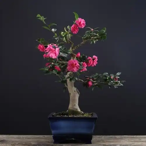 栽培茶梅时出现黄叶枯萎现象,这是平时养护不注意,麻烦接踵而来