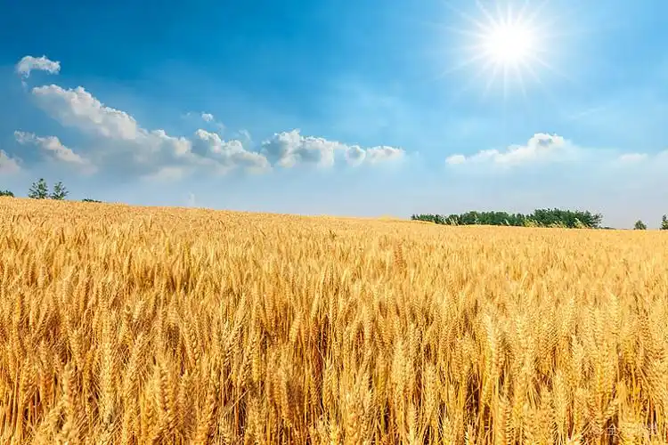 成熟的麦田图片_成熟的麦田高清图片_全景视觉