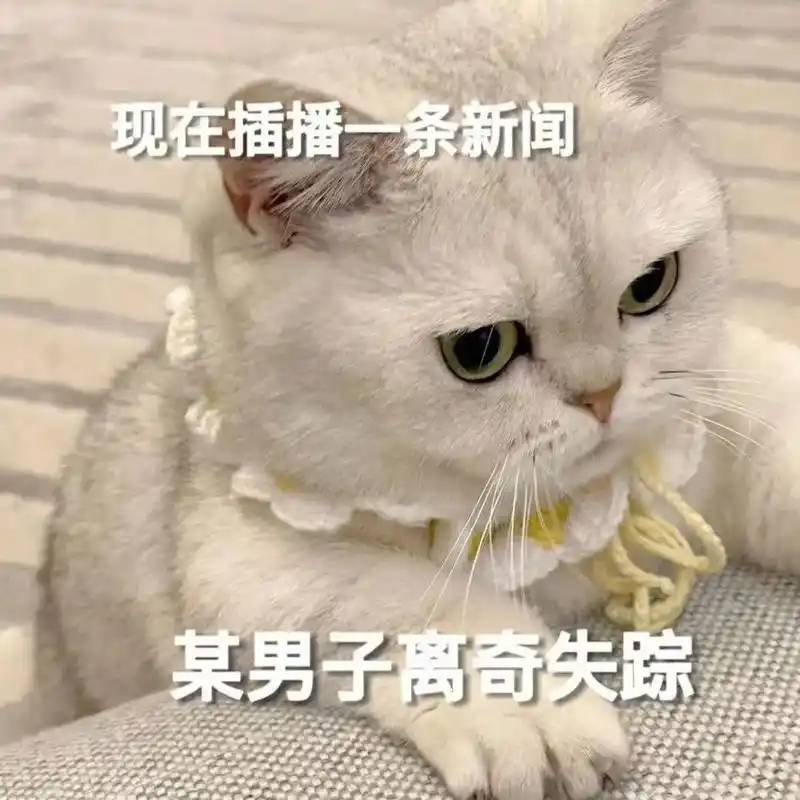 聊着聊着人就没了#表情包 #猫咪表情包 #发给对象表情包 # - 抖音