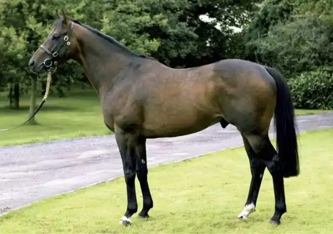 中国马主联盟专栏丨32匹认证种公马之摸金校尉