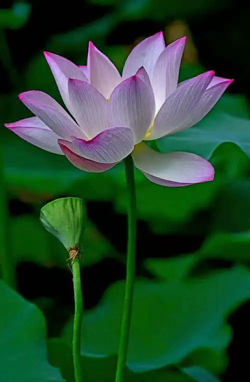 盛开的荷花晶莹透亮,在阳光照耀下格外光彩奇目.