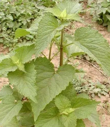 岭南道地药材之——广藿香