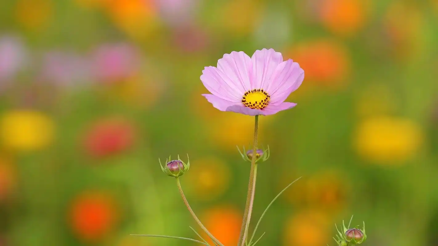 小清新波斯菊桌面壁纸第二辑_风景壁纸_壁纸下载_美桌网