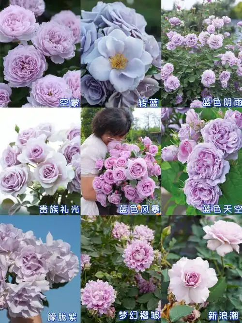 月季图鉴24个蓝紫色系品种