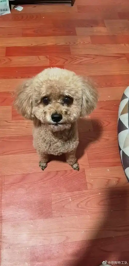 上海寻狗超话【已找回】8岁棕色泰迪弟弟,名叫球球.