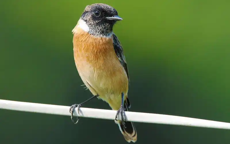 西伯利亚石即鸟特写高清电脑壁纸分享
