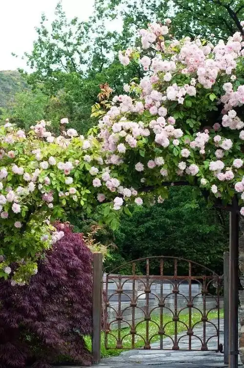 描写人家院子环境优美的句子