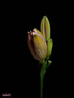 240_320竖版 竖屏gif 动态图 动图