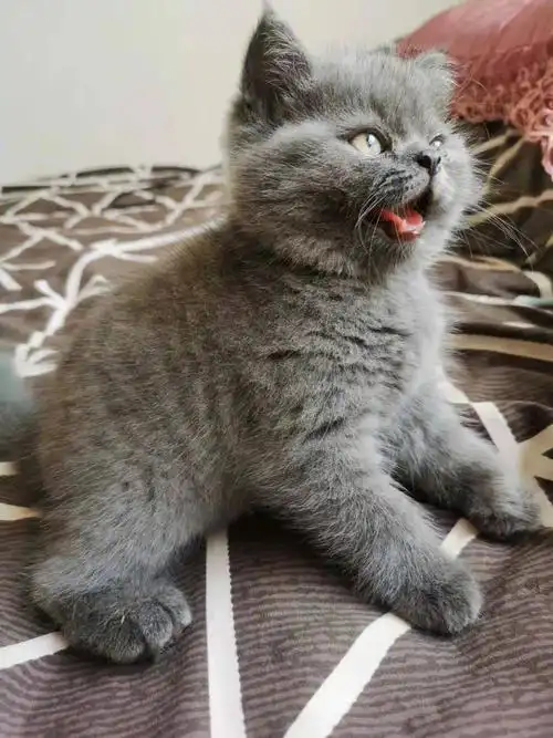 请问这只英短蓝猫品相怎么样啊