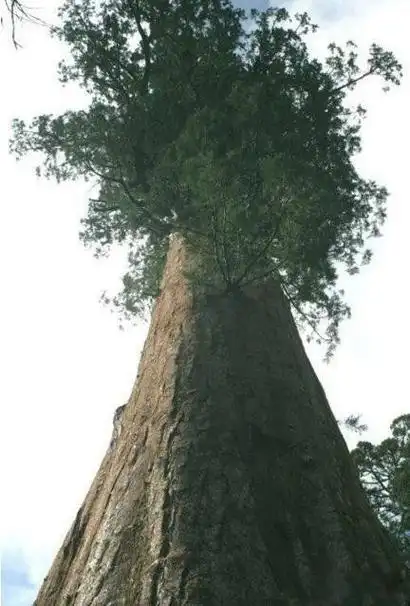 世界上最高的树有多少米高 是什么树叫什么名字