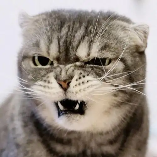 超奶凶的折耳猫咪:人家超凶的呢,喵呜 zt