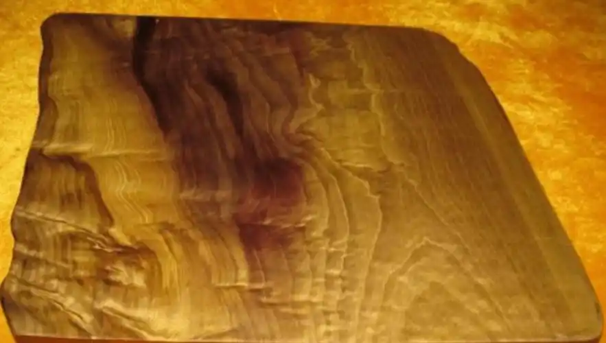 原创一棵树值25亿金丝楠木贵如黄金树苗才12元却没人种植