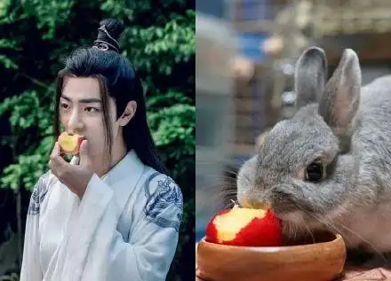 [肖战][分享]200312 肖战与兔子撞脸合集 呆萌肖兔子收割姨母心!