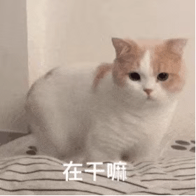 宠喵星人在干嘛你在干什么呆萌可爱gif动图_动态图_表情包下载_soogif