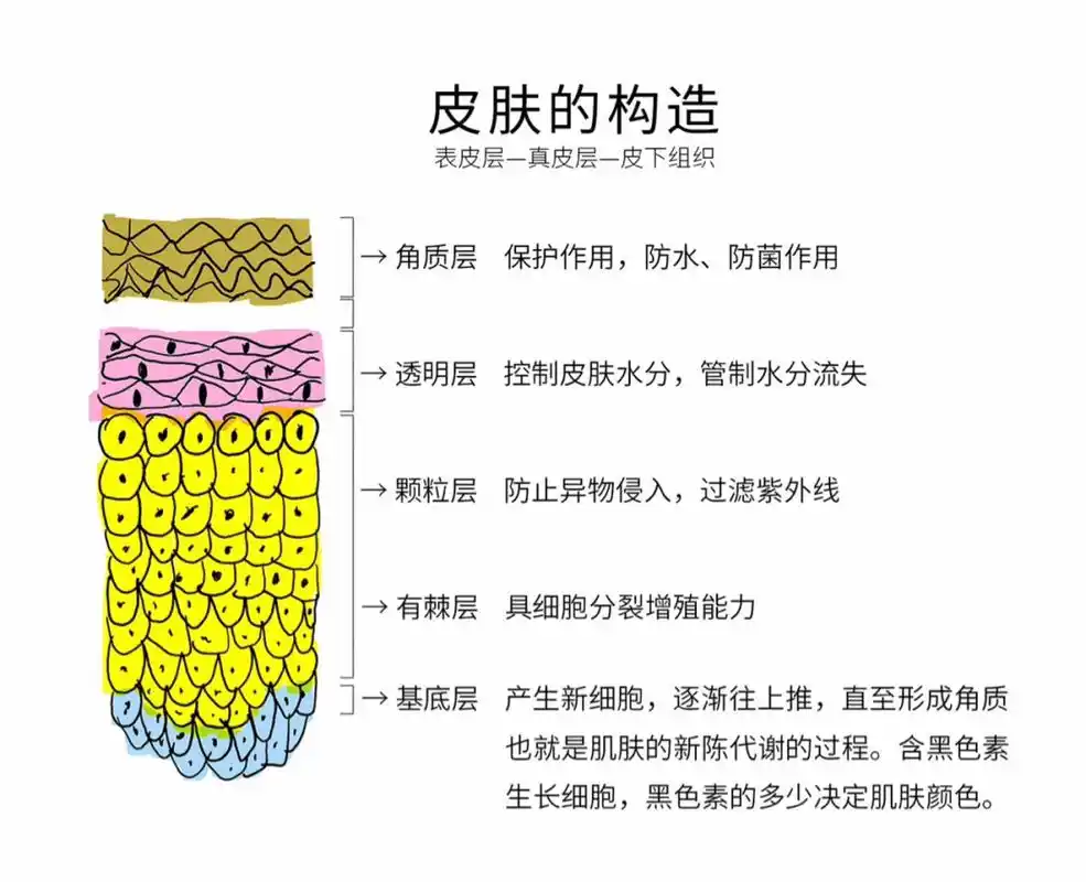 calu.微课堂 | 角质层的保护作用