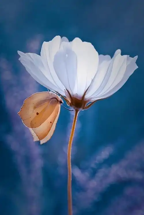 magdalena wasiczek | 梦幻花园 #淡雅脱俗