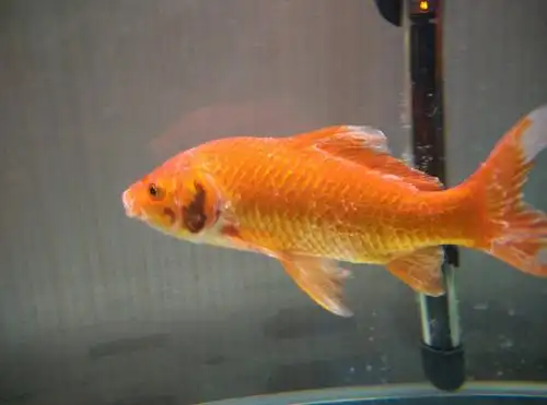 金鱼全身是白毛毛怎么回事,怎么治疗…在一起的其他鱼怎么没事…已经