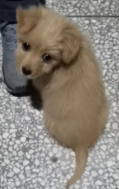 可爱的金毛串串