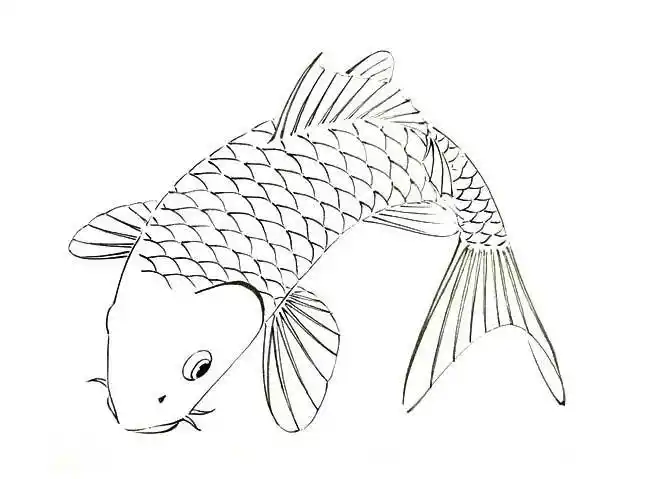 水粉简笔画鲤鱼 简笔画图片大全-蒲城教育文学网