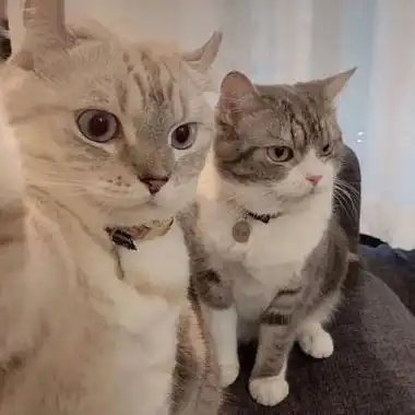 一个猫敷面膜情侣头像 - 搜狗图片搜索