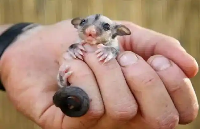 2018年澳洲蜜袋鼯价格多少钱一只以及蜜袋鼯的养殖成本