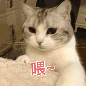 可爱表情包:你的小可爱突然出现