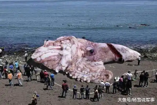 直击日本核辐射后被遗忘的动物们人类逃走后它们挣扎求生