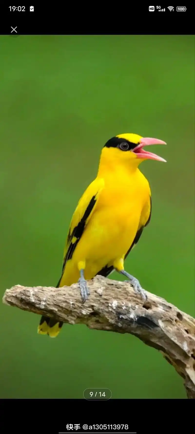 黄鹂鸟#野生鸟类摄影 #爱护大自然保护野生动物 - 抖音