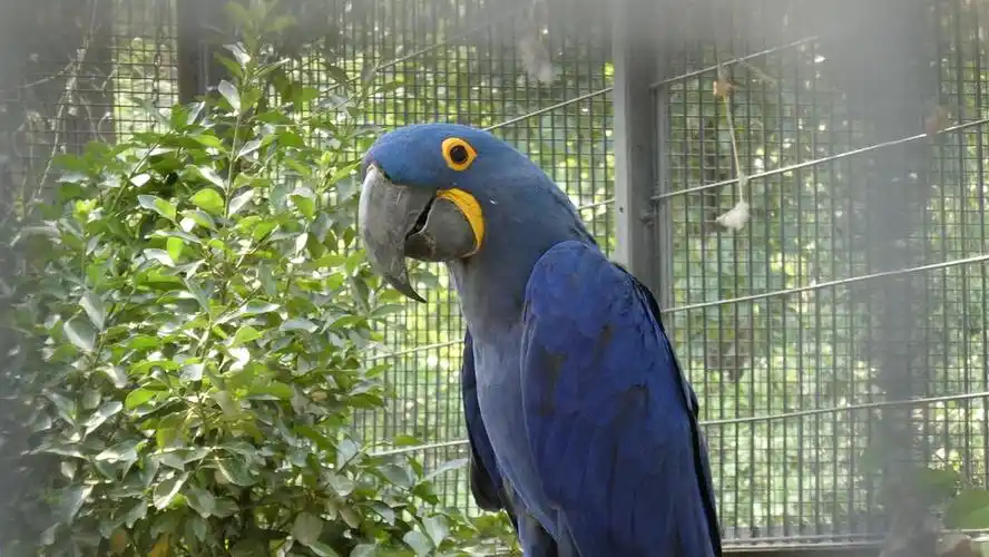 一只特别漂亮的蓝鹦鹉