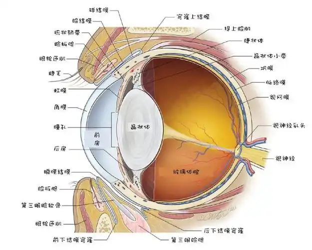 结膜是覆盖在眼睑后部,瞬膜的眼睑和球部表面以及眼球前部的粘膜(图1)