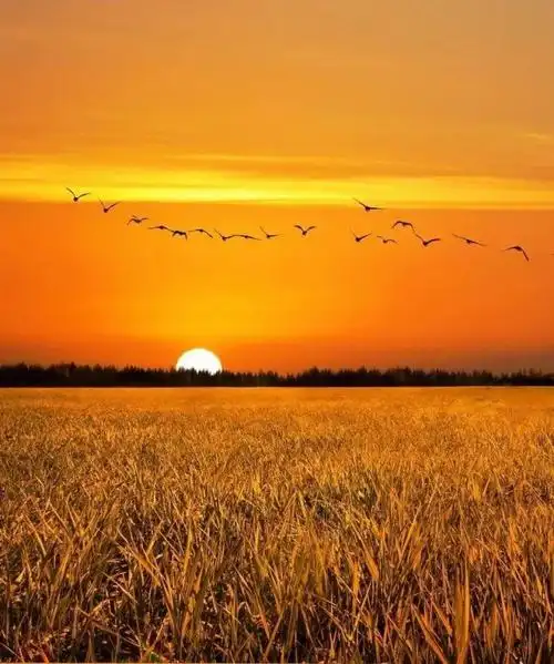 【朗诵】最美不过夕阳红,温馨又从容!