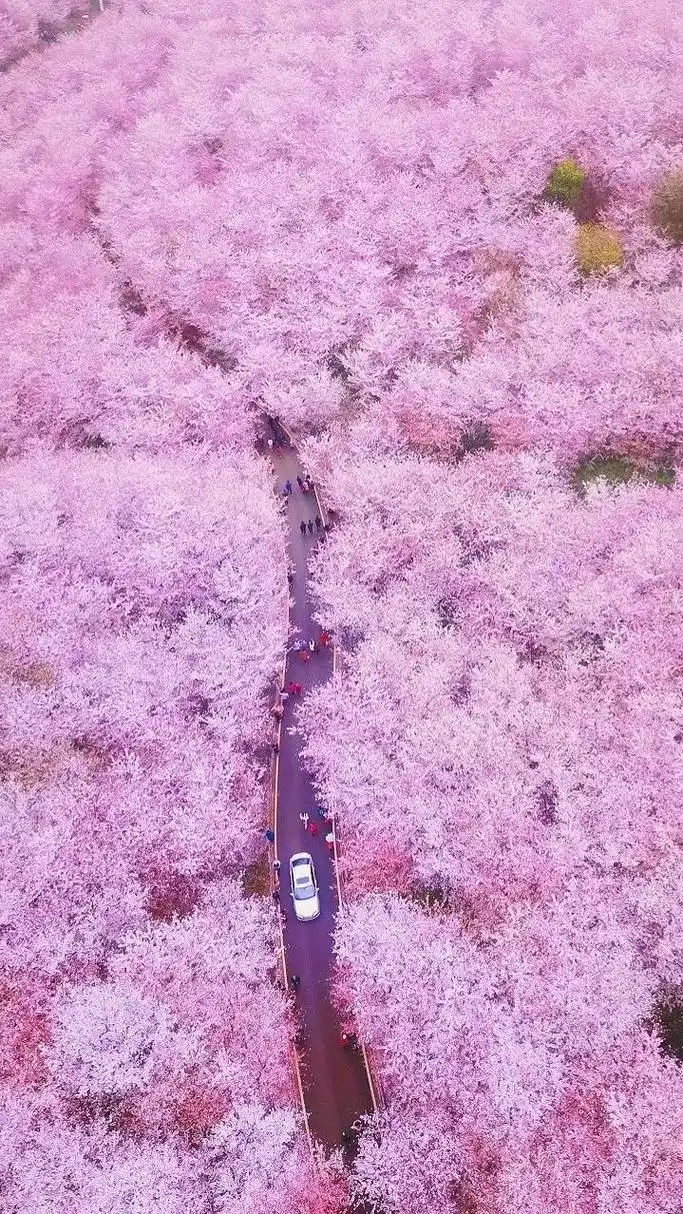 武汉樱海园樱花开啦,700多亩樱花就像一片花海,一眼望去漫山遍野