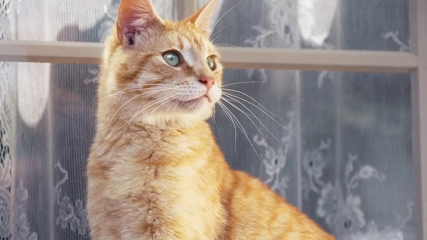 毛茸茸的可爱黄色猫咪图片桌面壁纸