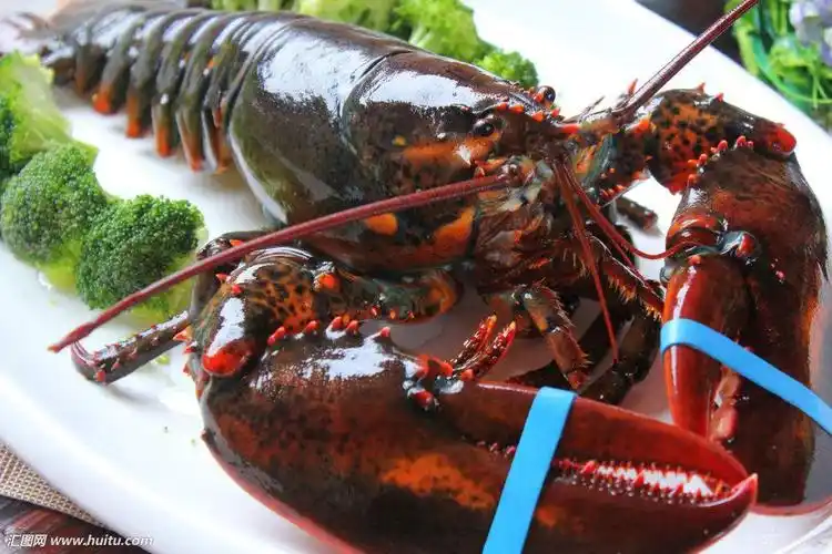 母亲节(12～13号)特价波士顿龙虾 99元一只