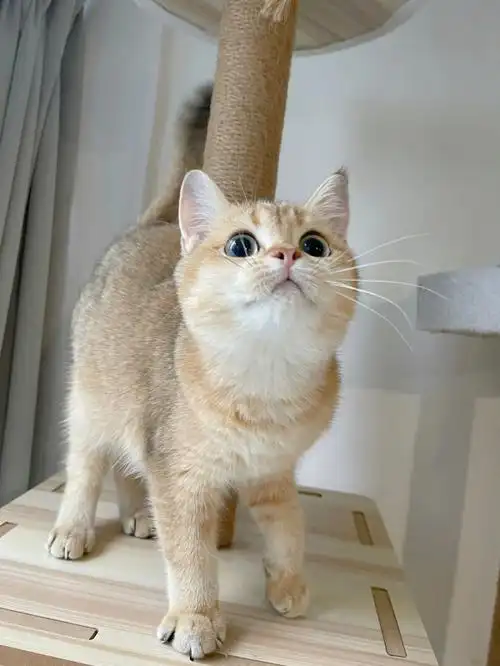 宁波英短金渐层猫咪