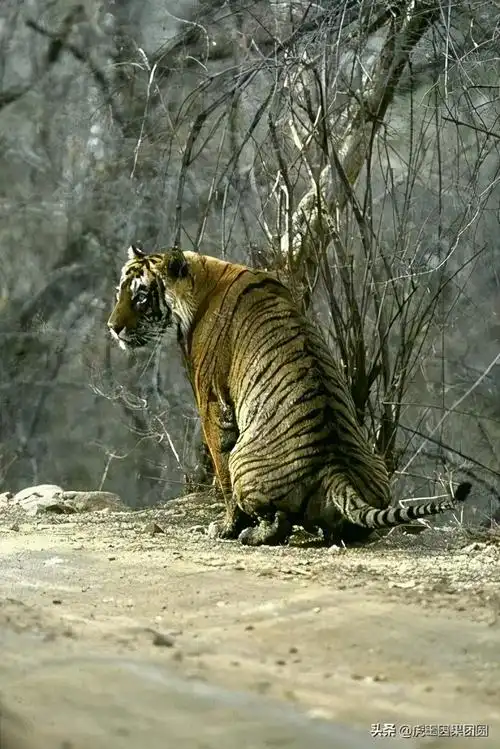 最帅老虎图片(传奇虎王朱姆鲁) - 赤虎壹号