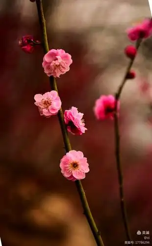 超凡脱俗的梅花