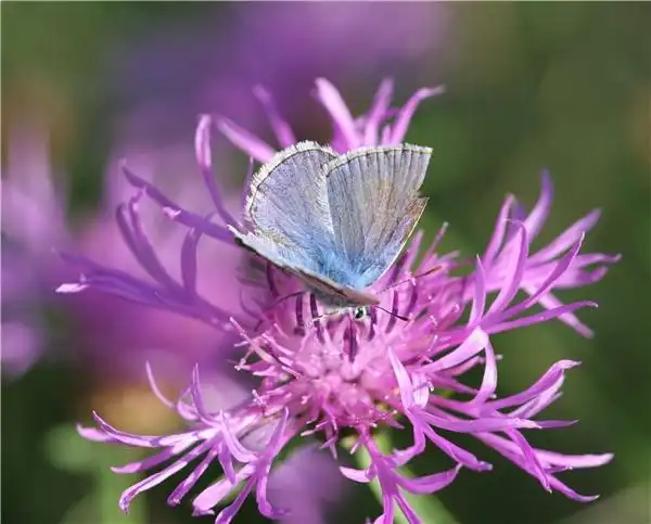 蝴蝶图片大全—蝴蝶高清图片下载-全景网