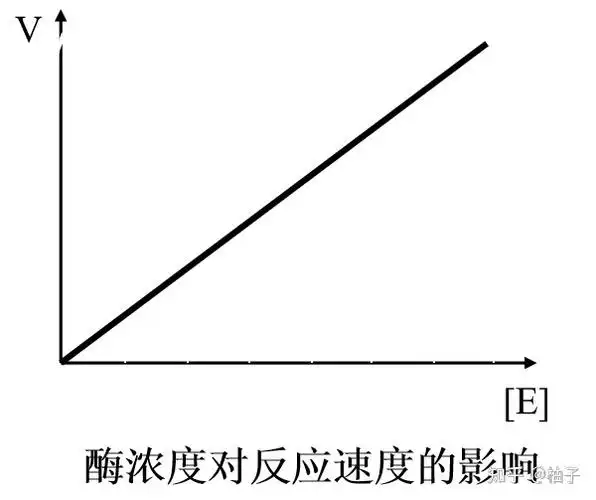 影响酶促反应速度的因素