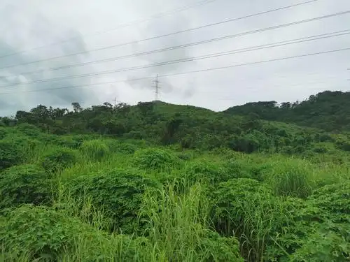 利卡西230公里之行