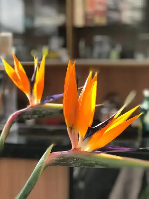 花语  #天堂鸟  #每周一花天堂鸟花的花语有两个,一个关于爱情,一个