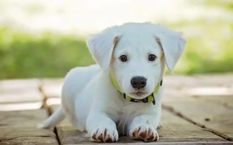 超呆萌的小狗狗