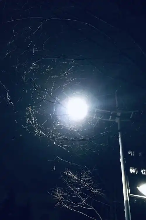 希望 黑夜的孤独 光指明了方向 绿叶芽生命的复苏